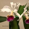 C.labiata SA x rex....